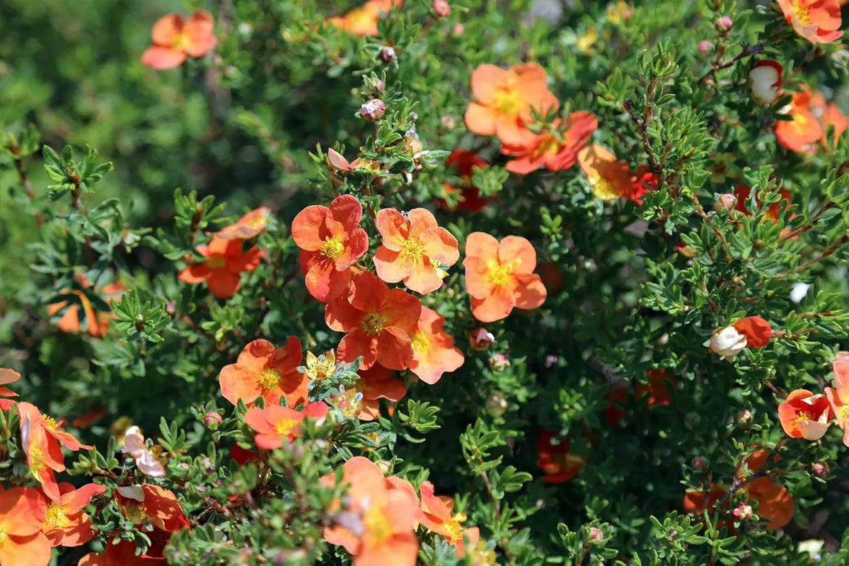 Potentilla fruticosa 'Hopleys Orange', orange Blüten, Strauch, Gehölz, Stauden Gänge, sommerblühend, Gartengehölz