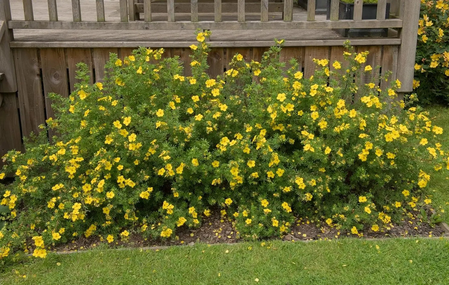 Gelber Fingerstrauch Potentilla fruticosa 'Kobold' als Gehölz, mit gelben Blüten, von Stauden Gänge.