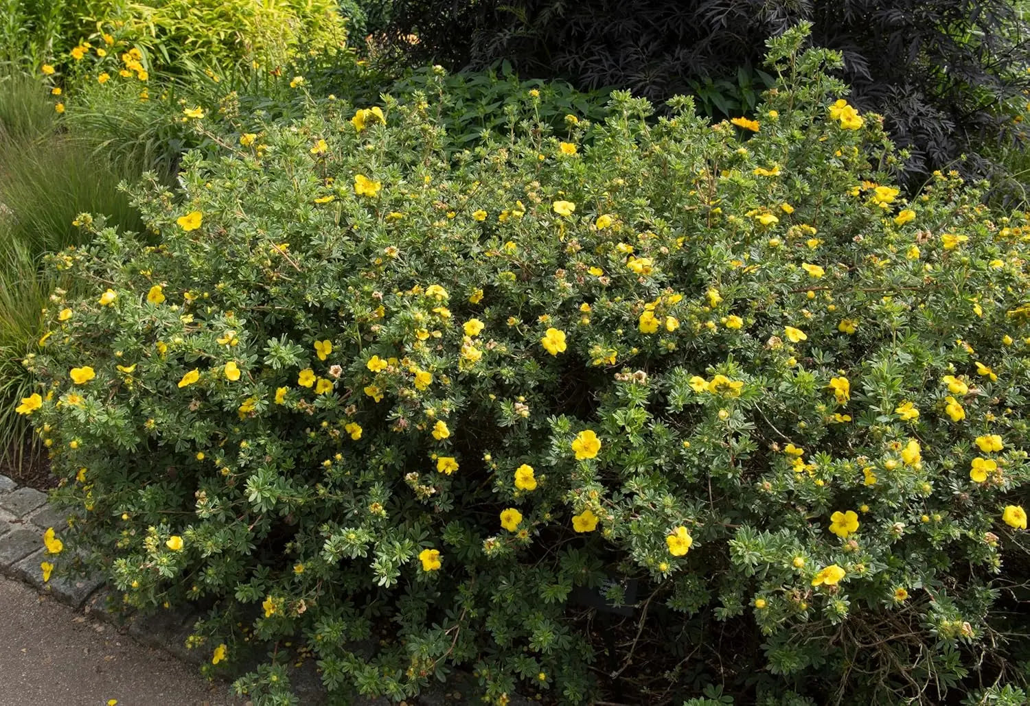 Gelber Fingerstrauch Potentilla fruticosa 'Kobold' als Gehölz, mit gelben Blättern und robustem Wuchs, Stauden Gänge.