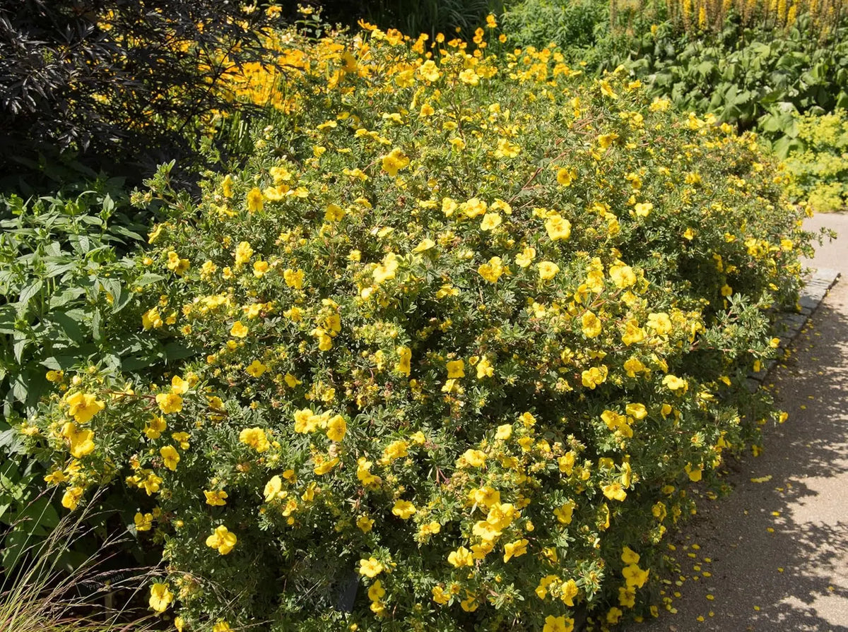 Gelber Fingerstrauch Potentilla fruticosa 'Kobold' als Gehölz, mit gelben Blüten und grünen Blättern, im Garten.