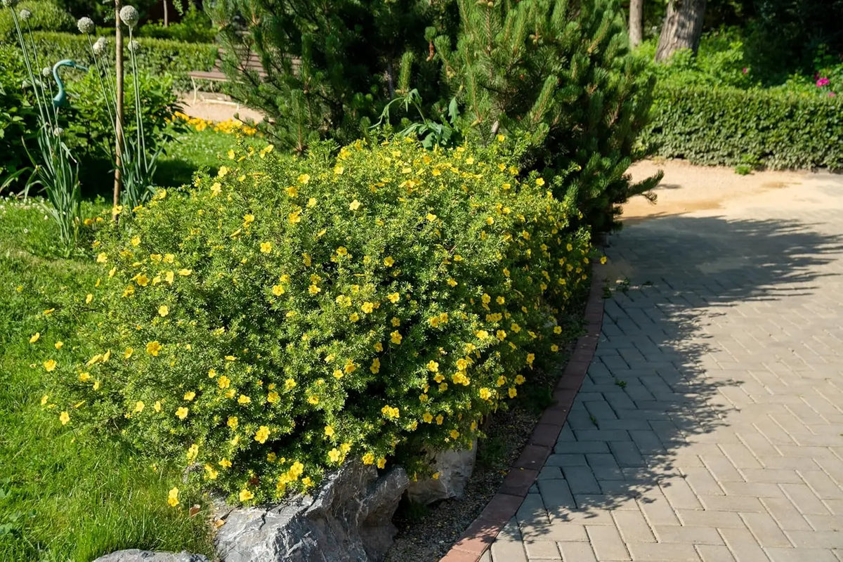 Gelber Fingerstrauch Potentilla fruticosa 'Kobold' – Stauden Gänge Gehölz mit gelben Blüten, dichter Strauch, sommergrün.