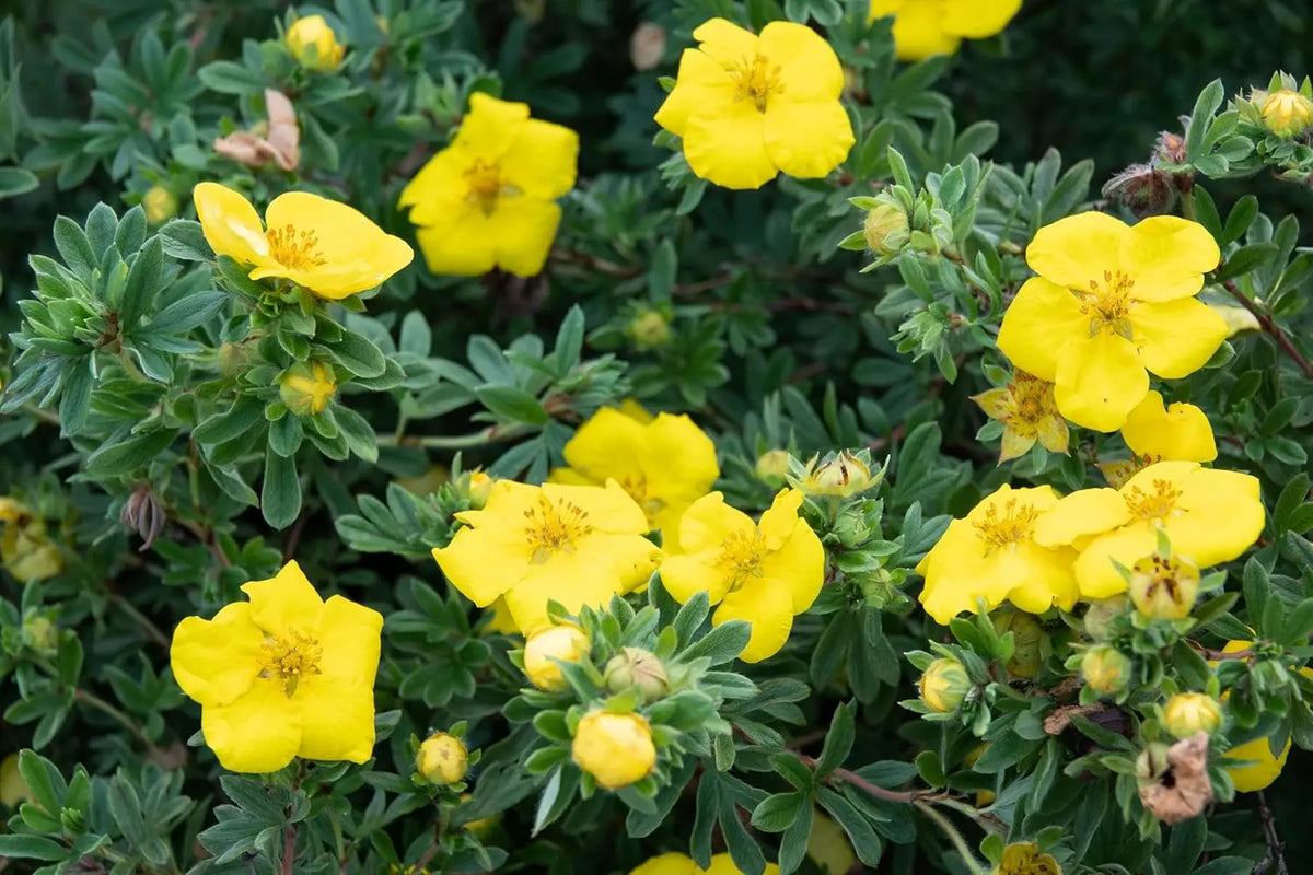 Gelber Fingerstrauch Potentilla fruticosa 'Kobold' als Gehölz, mit gelben Blüten, von Stauden Gänge.