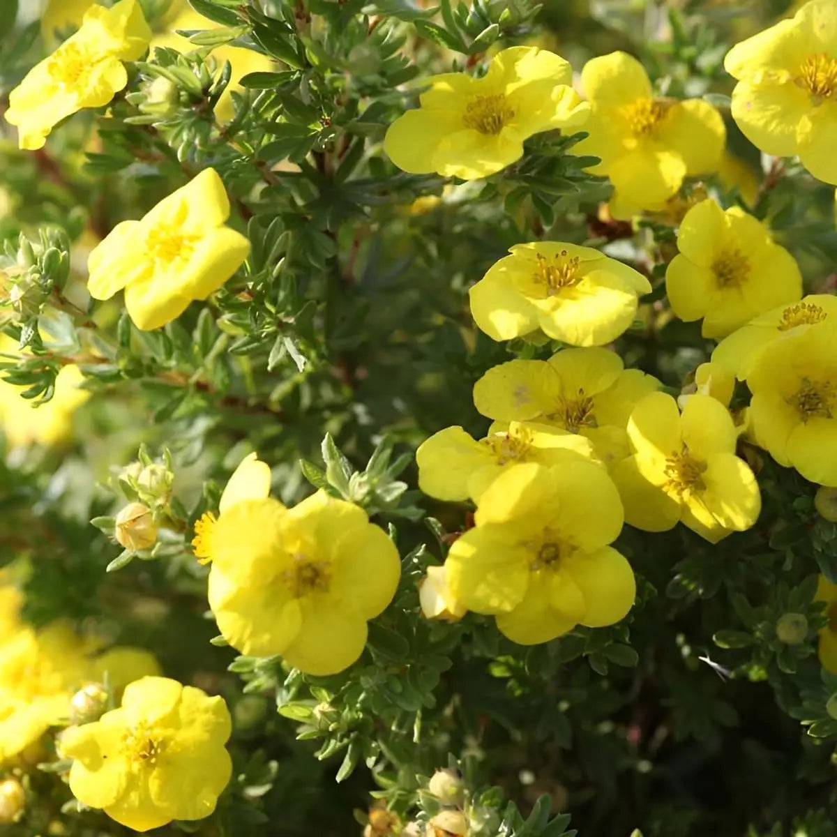 Gelber Fingerstrauch Potentilla fruticosa 'Kobold' Gehölz, mit gelben Blüten, von Stauden Gänge.