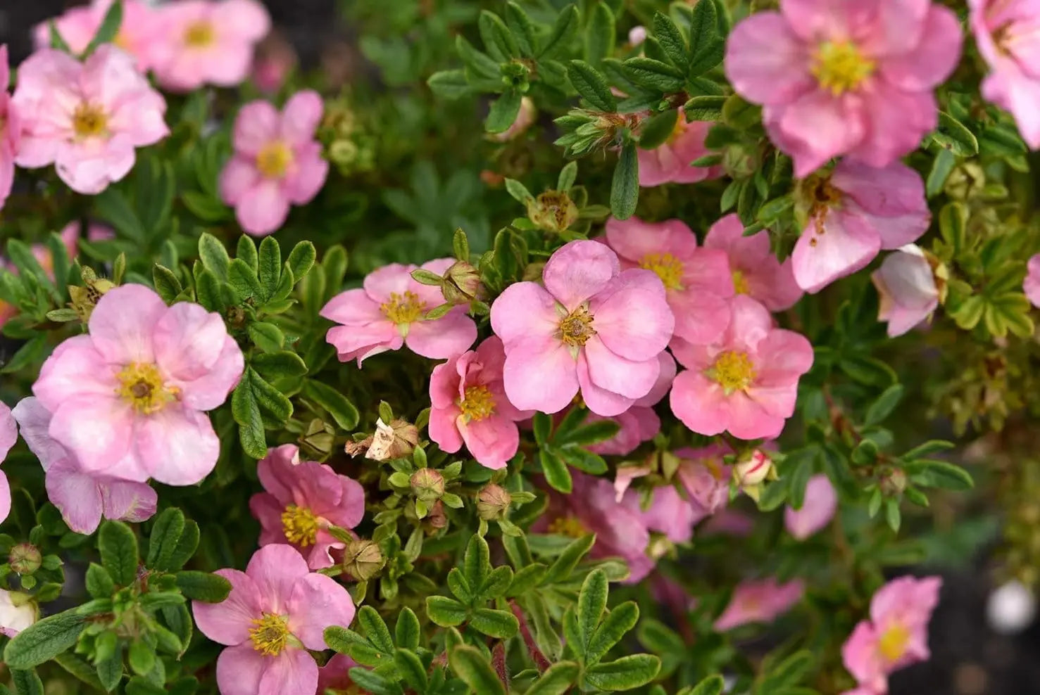 Stauden Gänge Potentilla fruticosa 'Pink Queen', rosa Fingerstrauch, blühendes Gehölz mit rosa Blüten, Gartenpflanze