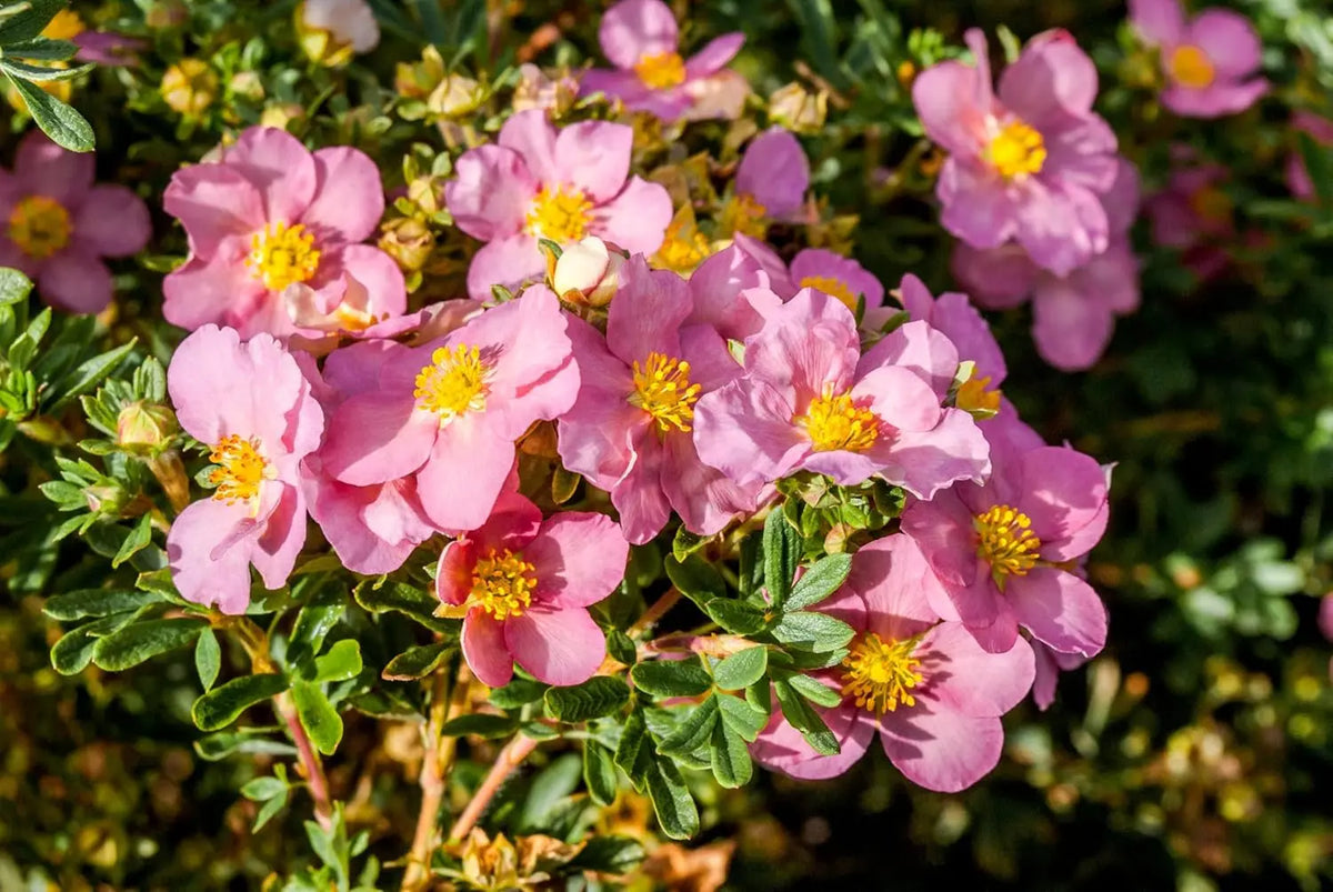 Stauden Gänge Potentilla fruticosa 'Pink Queen', rosa Fingerstrauch, blühendes Gehölz mit rosa Blüten im Garten.