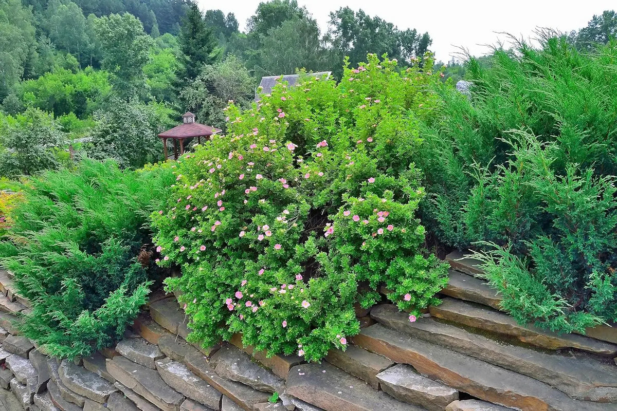 Potentilla fruticosa 'Pink Queen', rosa Fingerstrauch, Stauden Gänge, blühendes Gehölz mit rosa Blüten, dichter Strauch