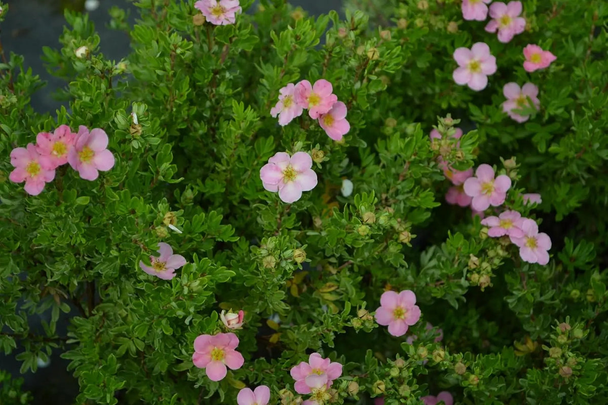 Stauden Gänge Potentilla fruticosa 'Pink Queen', rosa Fingerstrauch mit blühenden Blüten, Gehölz, Gartenpflanze