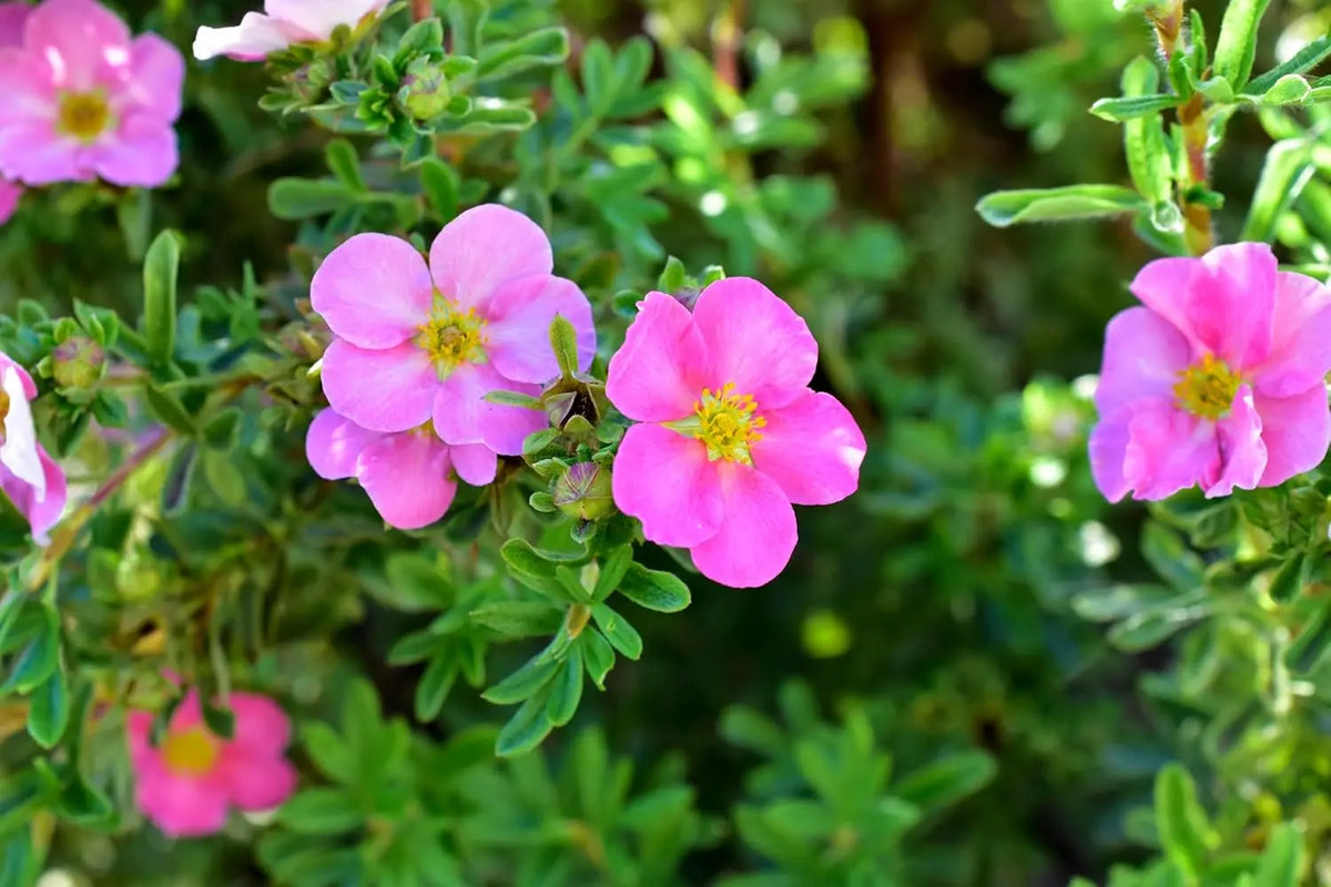 Potentilla fruticosa 'Pink Queen', rosa Fingerstrauch, Gehölz mit rosa Blüten, Stauden Gänge, Gartenpflanze, sommerblühend