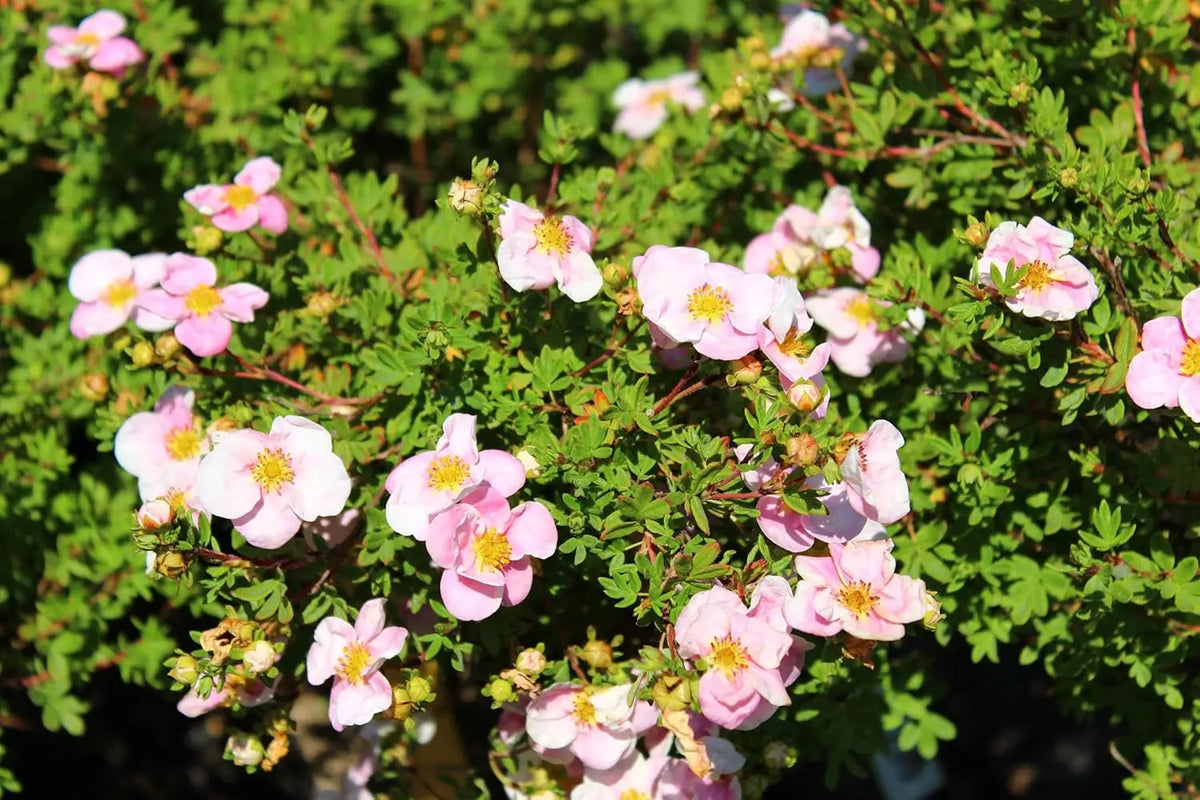 Stauden Gänge Potentilla fruticosa 'Pink Queen', rosa Fingerstrauch, blühendes Gehölz mit rosa Blüten im Garten.