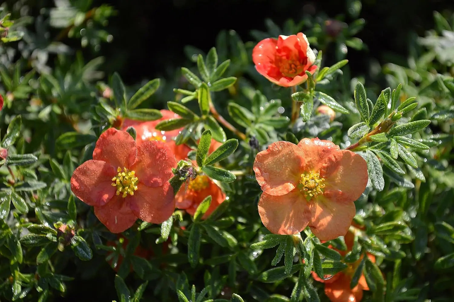 Roter Fingerstrauch Potentilla fruticosa 'Red Ace' als Gehölz, mit grünen Blättern und roten Blüten, Stauden Gänge.