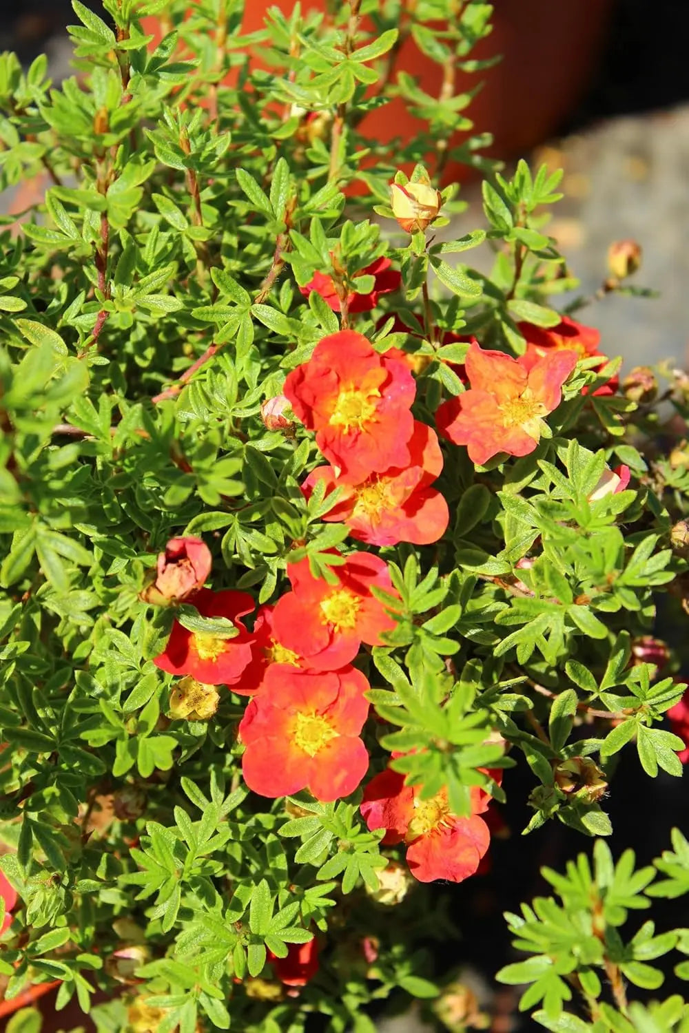 Roter Fingerstrauch Potentilla fruticosa 'Red Ace' als Gehölz, mit roten Blättern und blühenden Blüten, Stauden Gänge.