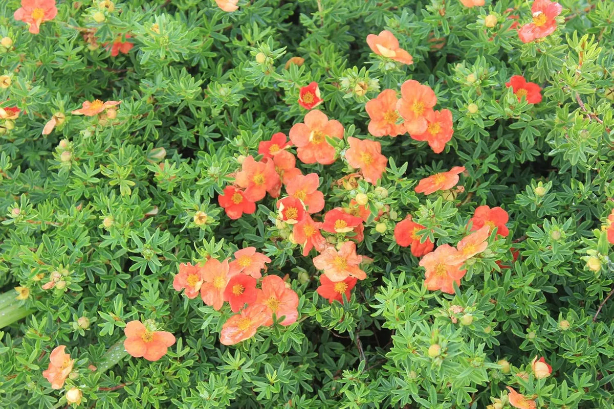 Roter Fingerstrauch Potentilla fruticosa 'Red Ace' als Gehölz, mit grünen Blättern und roten Blüten, Stauden Gänge.