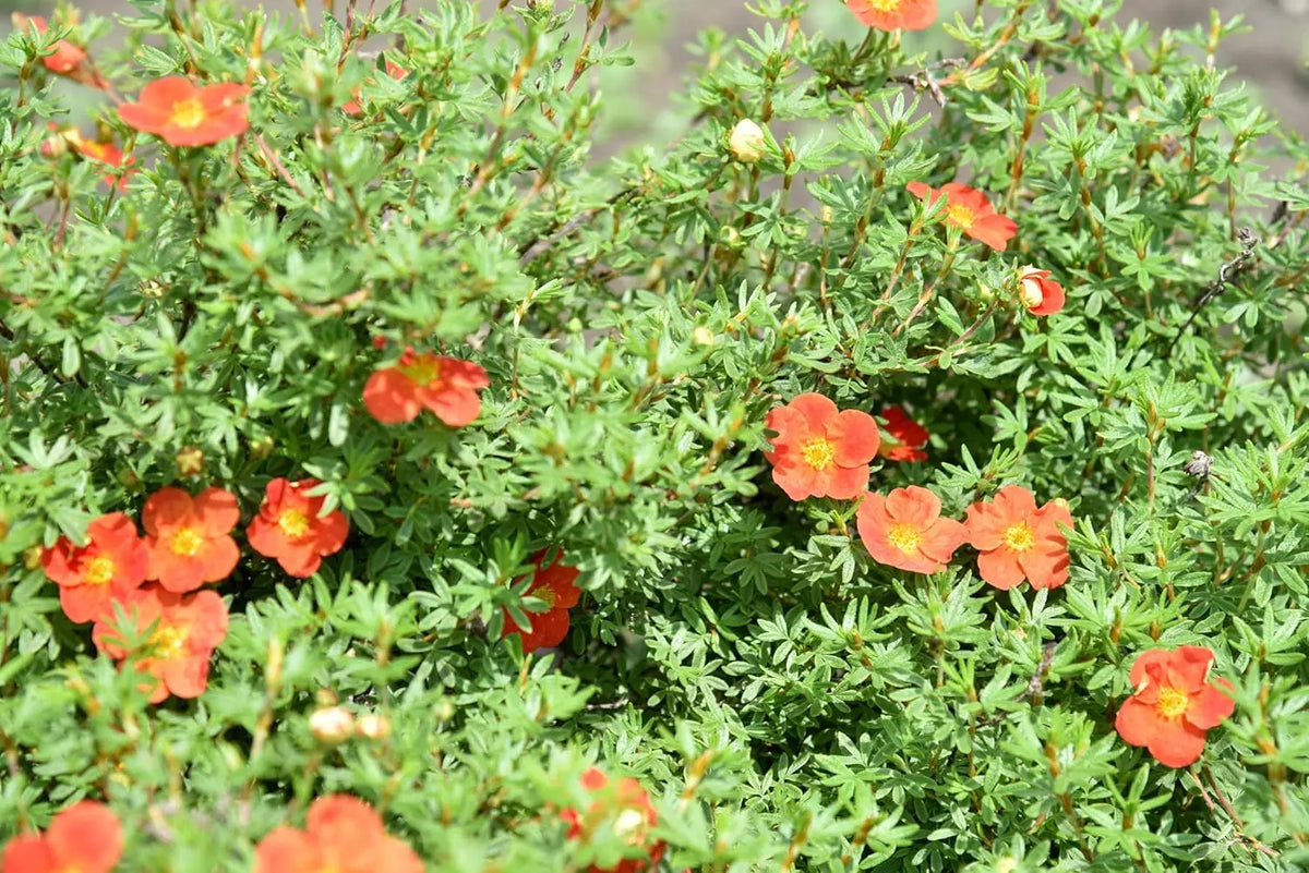 Roter Fingerstrauch Potentilla fruticosa 'Red Ace' als Gehölz, mit roten Blättern und blühenden kleinen Blumen, Stauden Gänge.