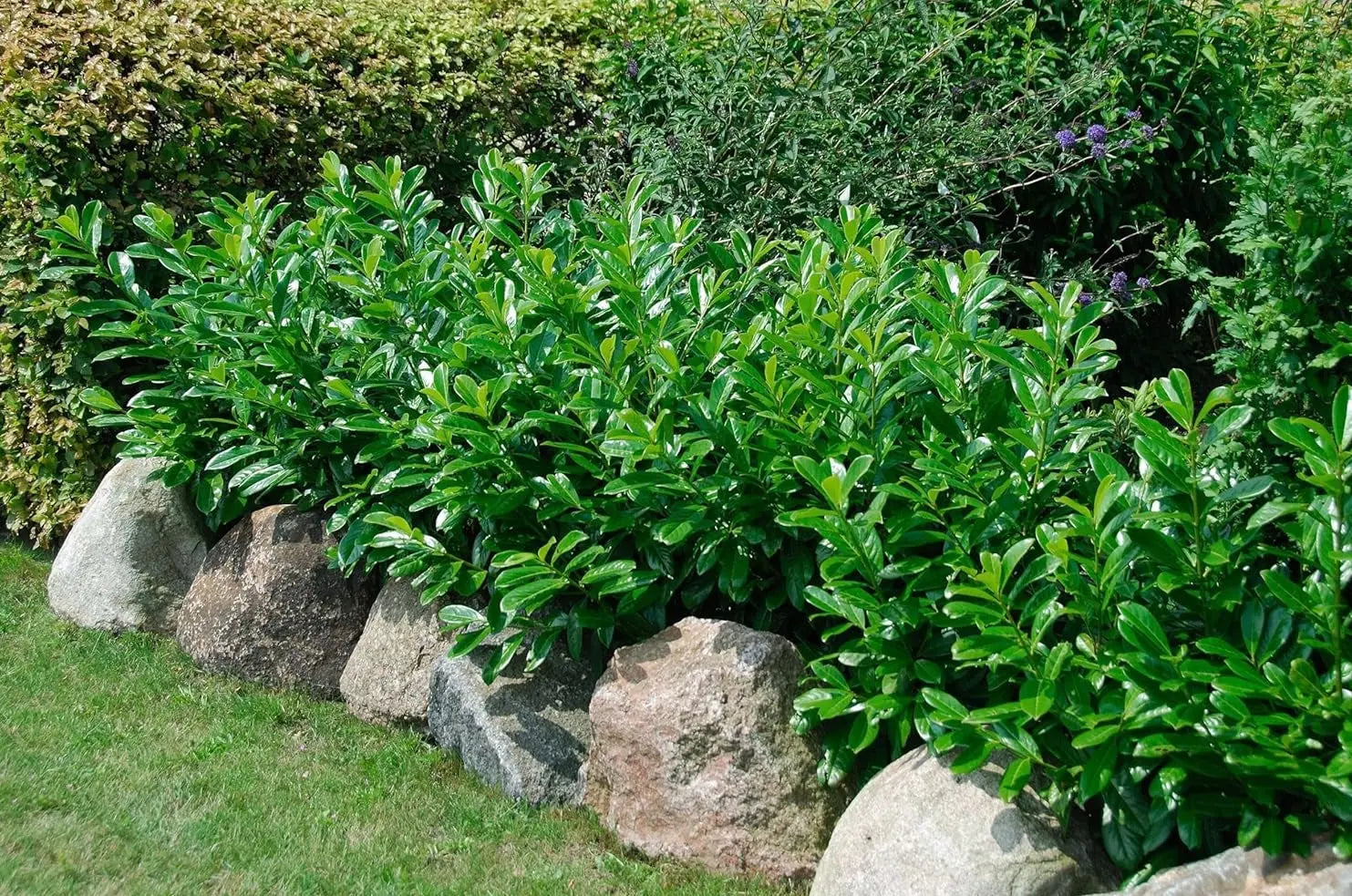 Prunus laurocerasus 'Caucasica' Kirschlorbeer Gehölz, immergrüner Strauch mit glänzenden Blättern, Stauden Gänge.