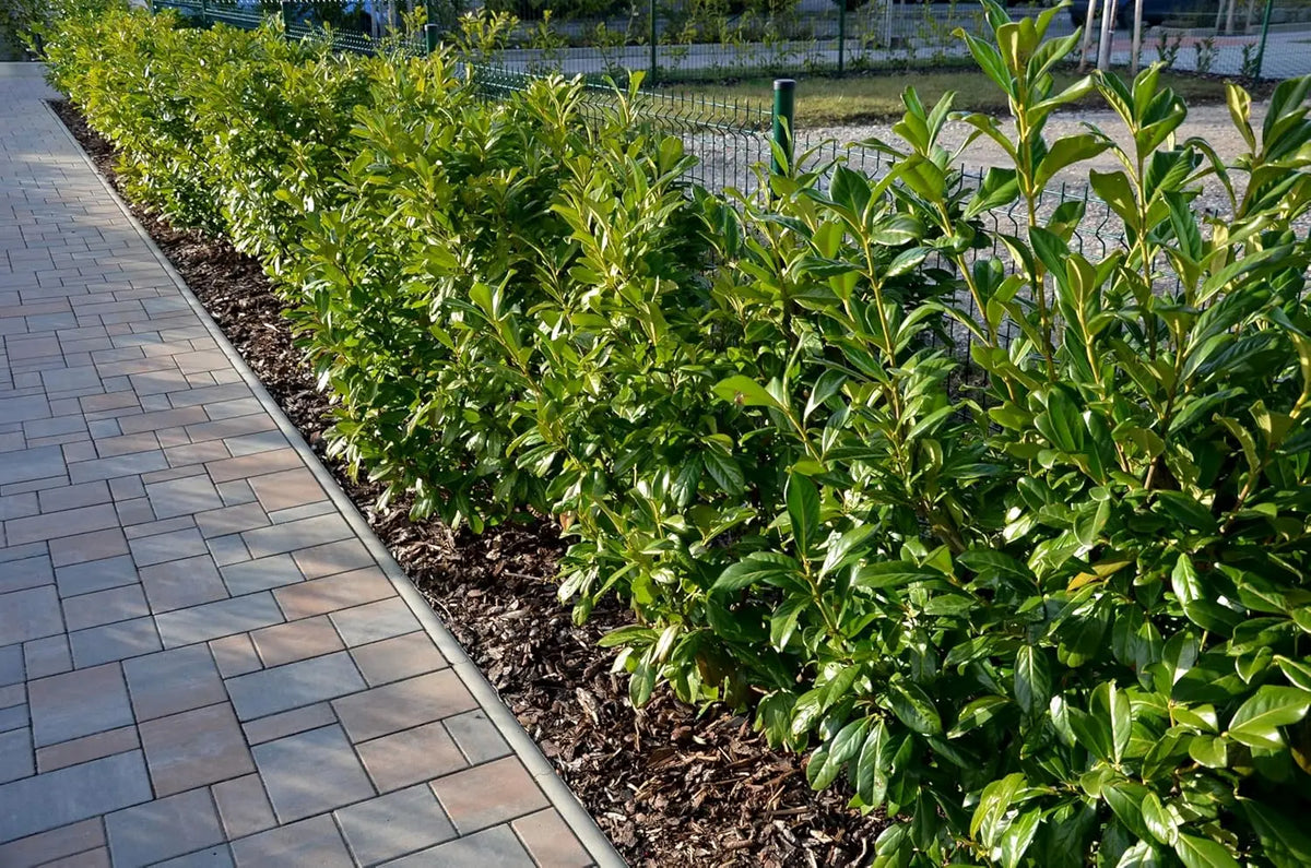 Gehölz Prunus laurocerasus 'Novita' von Stauden Gänge, Kirschlorbeer mit grünen Blättern und buschigem Wuchs.