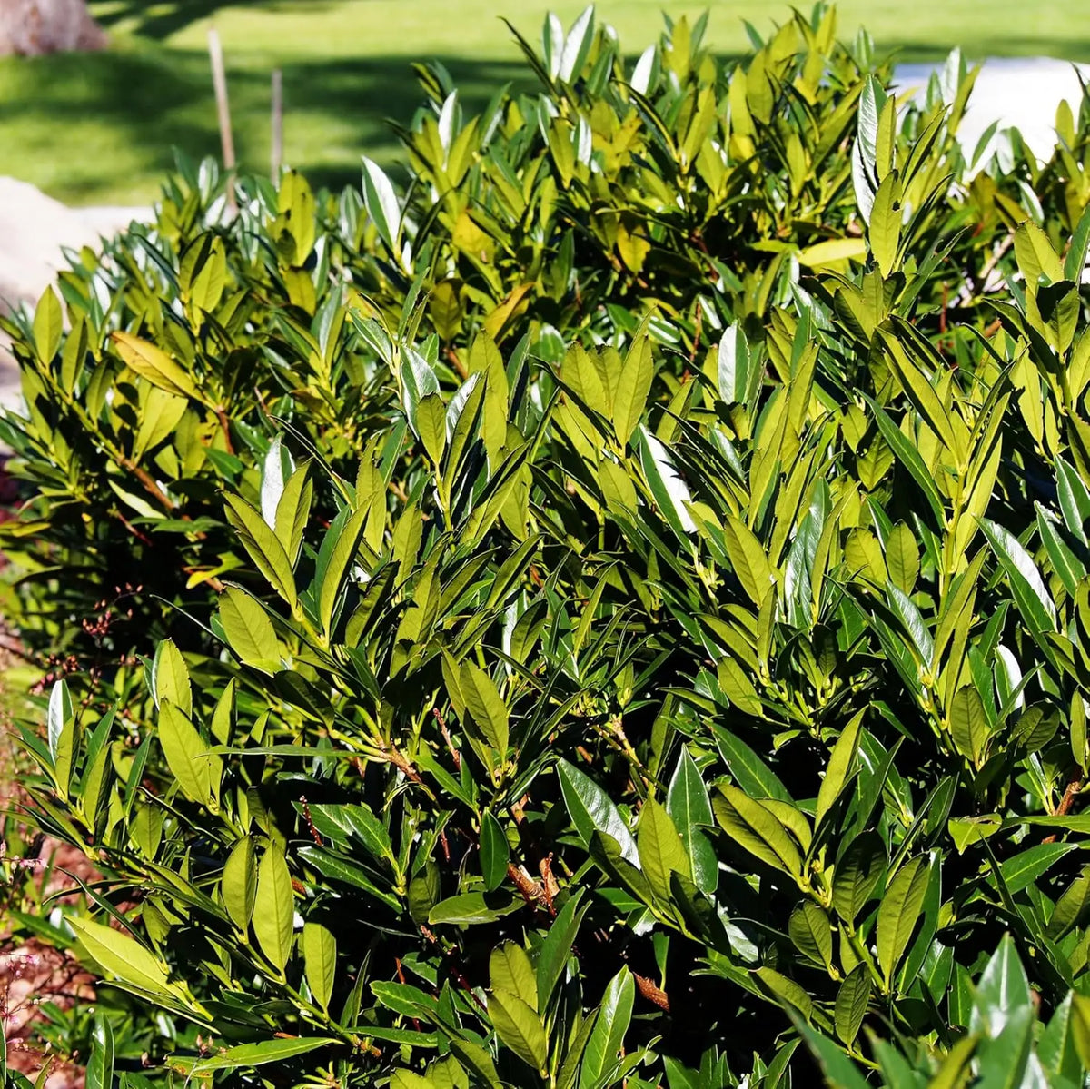 Kleiner Kirschlorbeer Prunus laurocerasus 'Otto Luyken', grünes Gehölz mit dichten Blättern, Stauden Gänge, natürliche Ansicht