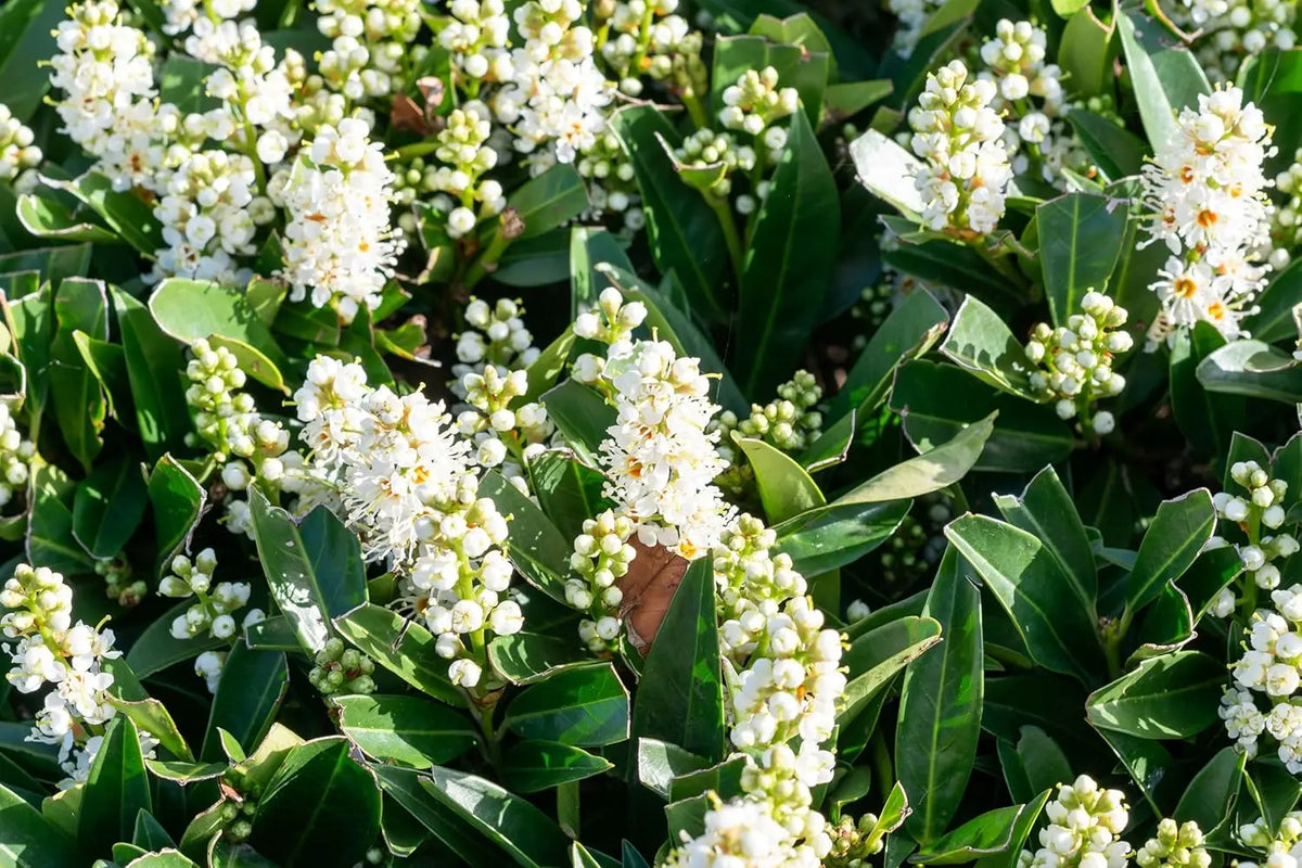 Kleiner Kirschlorbeer Prunus laurocerasus 'Otto Luyken' als Gehölz, grüne Blätter, dichter Wuchs, bei Stauden Gänge.