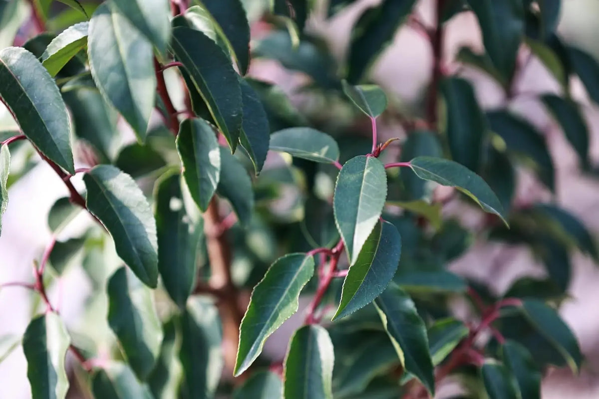 Prunus lusitanica, Portugiesischer Kirschlorbeer, Gehölz, grüne Blätter, dichter Strauch, Stauden Gänge