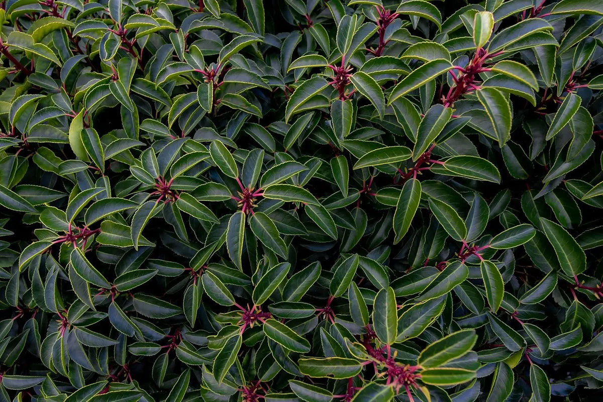 Stauden Gänge Prunus lusitanica, portugiesischer Kirschlorbeer, grünes Gehölz mit glänzenden Blättern, ideal für Hecken und Sichtschutz