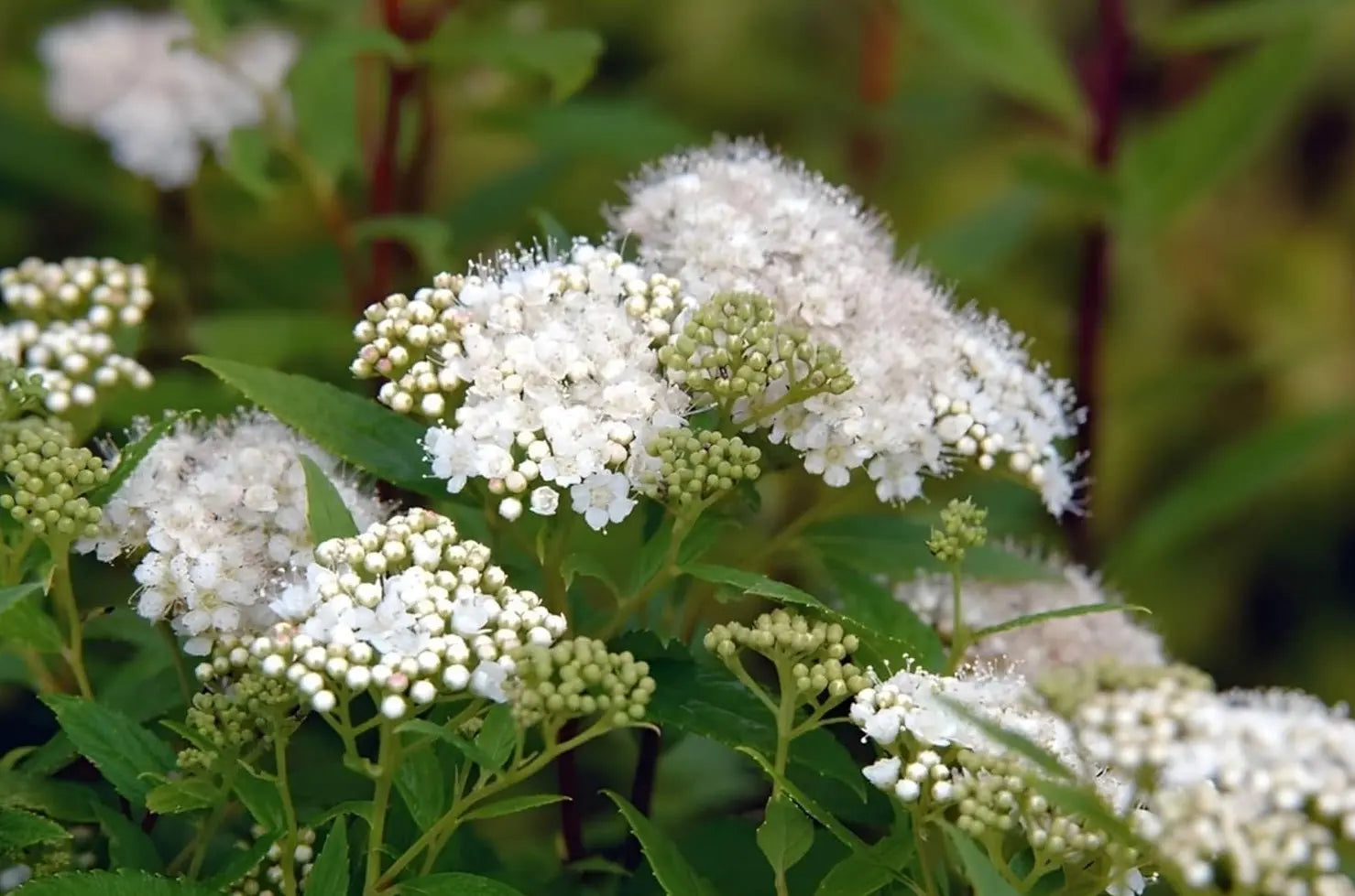 Weißer Zwergspiere (Spiraea japonica 'Albiflora') als kleiner, blühender Strauch, bekanntes Gehölz von Stauden Gänge.