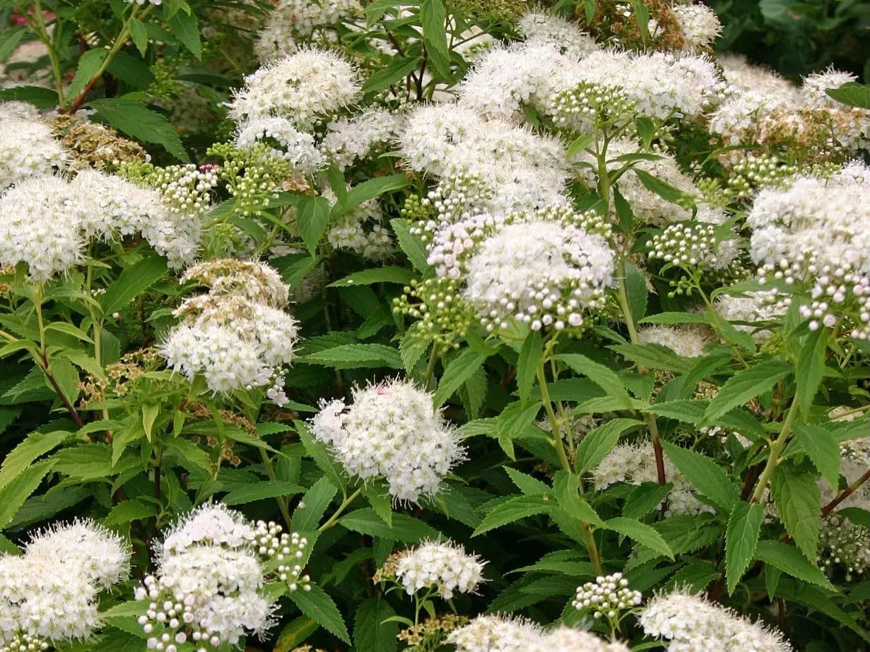 Weiße Zwergspiere Spiraea japonica 'Albiflora' als Gehölz, mit weißen Blüten und grünen Blättern, bei Stauden Gänge.