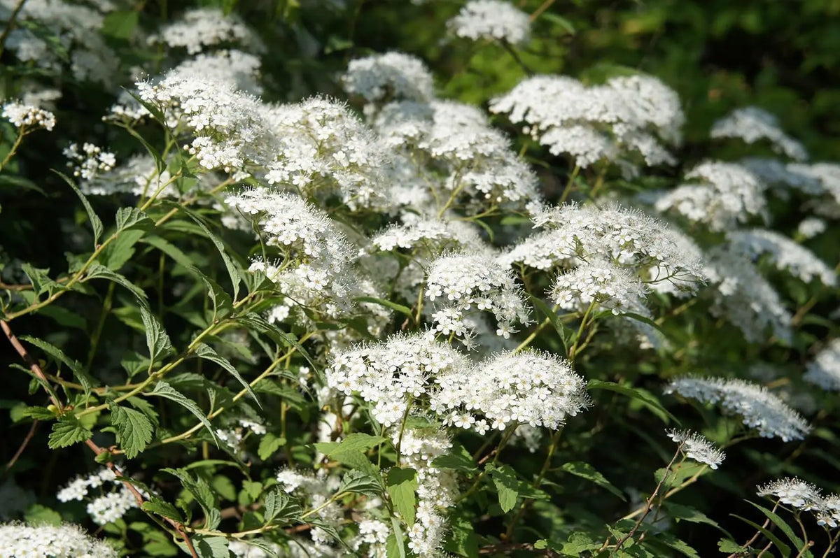 Weiße Zwergspiere Spiraea japonica 'Albiflora' als kleines Gehölz mit weißen Blüten, Stauden Gänge, natürliche Gartenpflanze