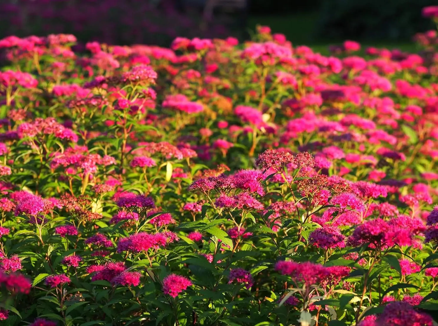 Rote Spiraea japonica 'Anthony Waterer', blühendes Gehölz mit roten Blüten, Stauden Gänge, Frühlingsblumen, Gartengehölz