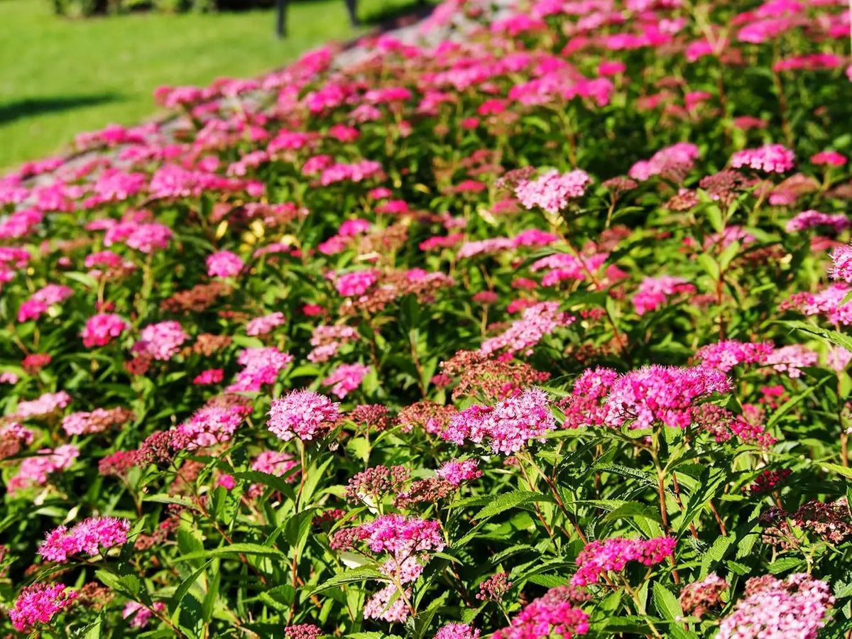 Rote Sommerspiere Spiraea japonica 'Anthony Waterer' als Gehölz, mit roten Blüten und grünen Blättern, im Garten.