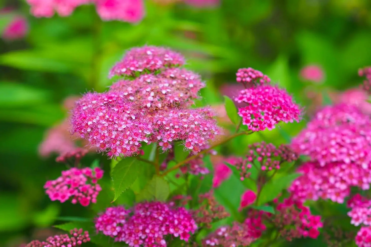 Rote Sommerspiere (Spiraea japonica ‘Anthony Waterer’), blühendes Gartengehölz, mit grünen Blättern und rosa Blütenständen.