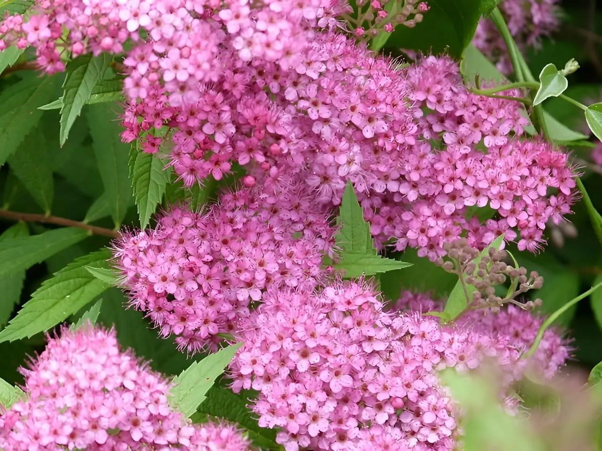 Rote Spiraea japonica 'Anthony Waterer', blühendes Gehölz mit roten Blättern, von Stauden Gänge.