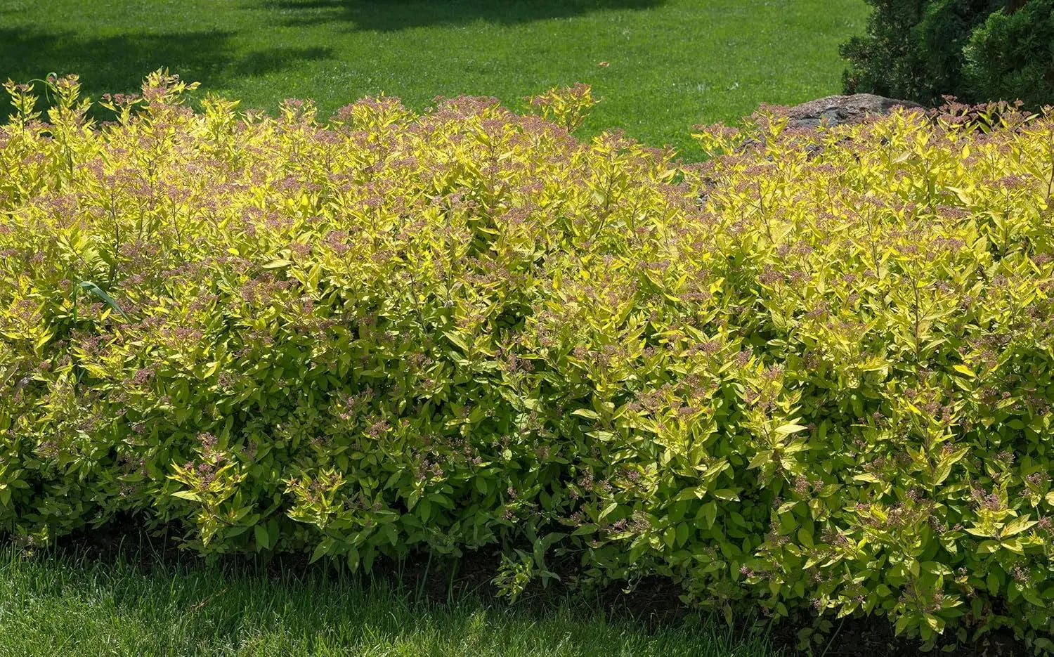 Gelbe Zwergspiere Spiraea japonica 'Golden Princess' als Gehölz, mit dichten, leuchtend gelben Blättern und zierhafter Wuchsform.