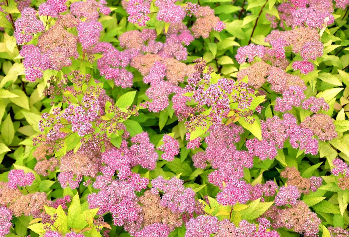 Gelbe Zwergspiere Spiraea japonica 'Golden Princess' als Gehölz, mit goldgelben Blättern und zarten Blüten.