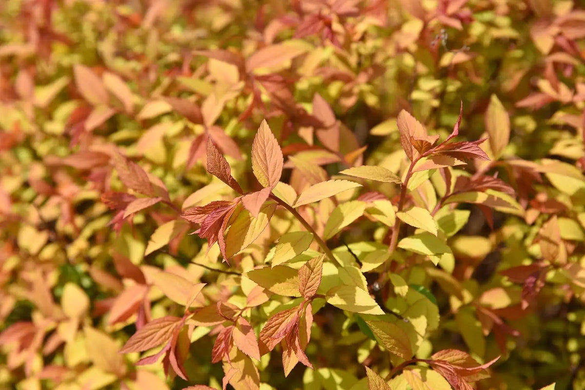 Gelbe Zwergspiere Spiraea japonica 'Golden Princess' als Gehölz, mit goldgelben Blättern, im Garten.