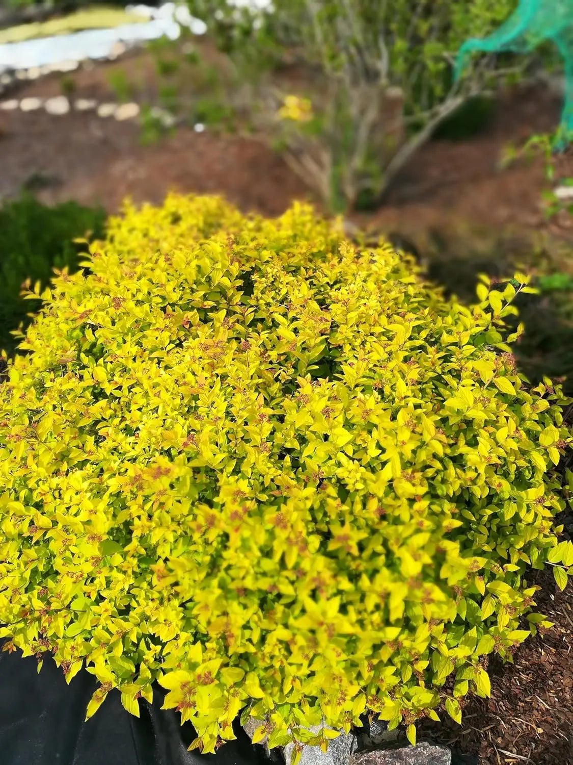 Gelbe Zwergspiere Spiraea japonica 'Golden Princess', blühendes Gehölz, in Garten mit grünen Blättern, Stauden Gänge.