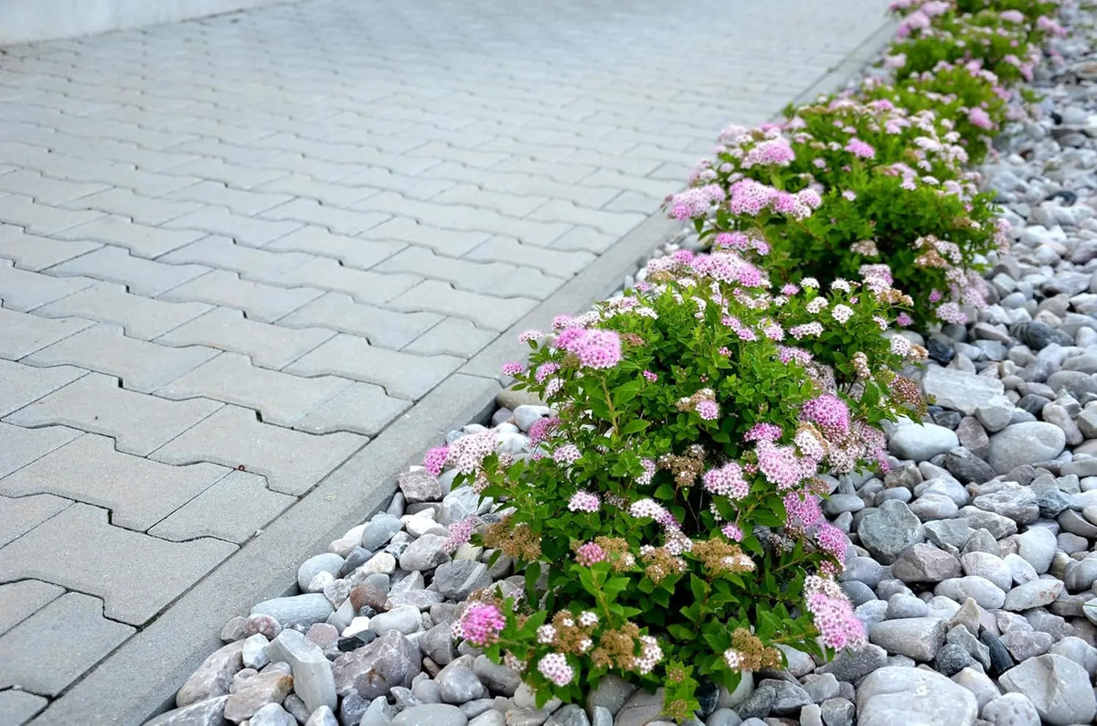 Kleiner rosa Zwergspiere, Spiraea japonica 'Little Princess', als Gartengehölz bei Stauden Gänge, blühend und buschig.