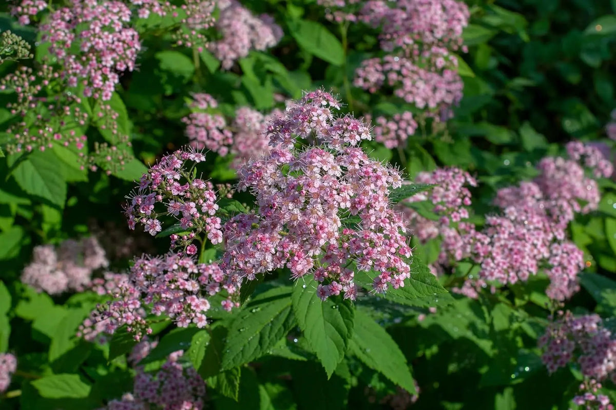 Büschel der rosa Zwergspiere Spiraea japonica 'Little Princess' als Gehölz, mit grünen Blättern und zarten rosa Blüten.