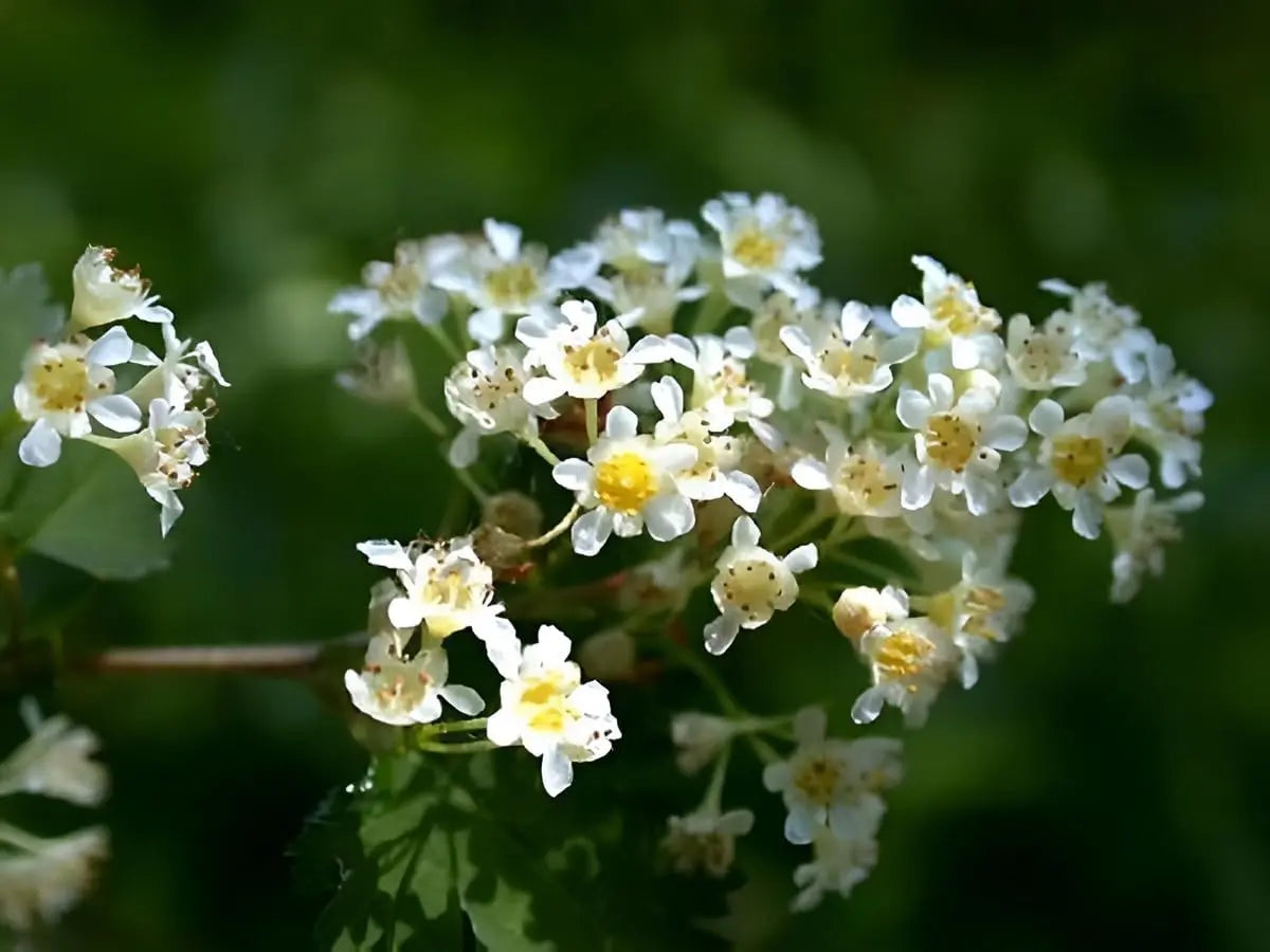 Stephanandra incisa 'Crispa', eine Kranzspiere, als Gehölz, mit zarten, gefiederten Blättern, von Stauden Gänge.