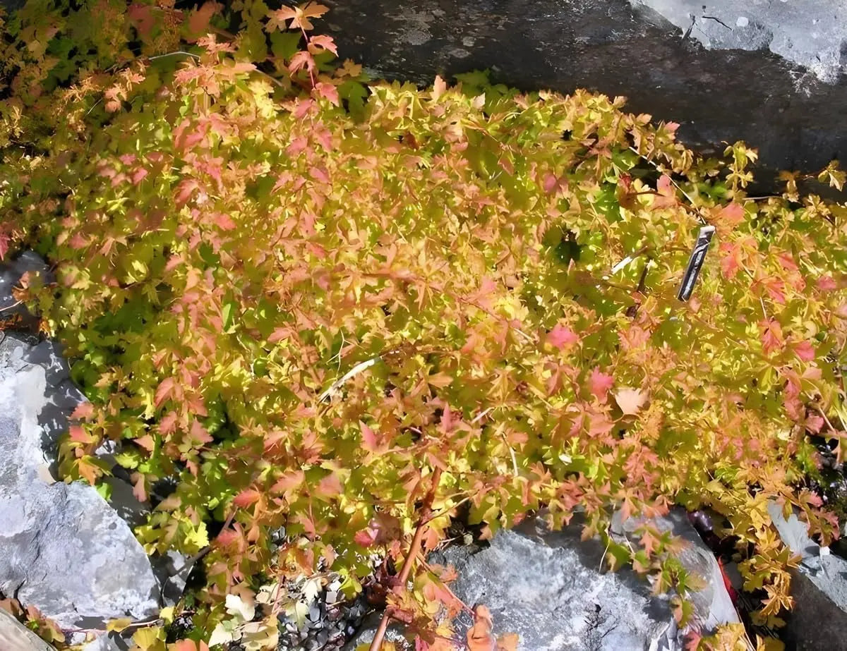 Stephanandra incisa 'Crispa' Kranzspiere, Gehölz von Stauden Gänge mit gefiederten, zierlichen Blättern und verzweigten Ästen