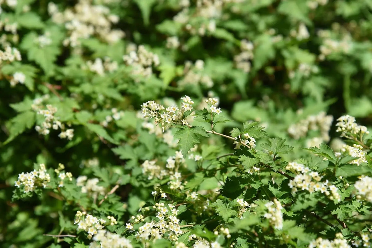 Stephanandra incisa 'Crispa' Kranzspiere, ein grünes Gehölz mit zarten, gebogenen Zweigen und kleinen Blättern, Stauden Gänge.