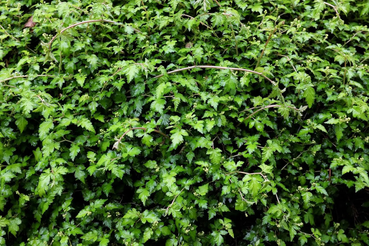 Stephanandra incisa 'Crispa' Kranzspiere, ein Laubgehölz mit zerrissenen Blättern, wächst auf einem Gartenboden.