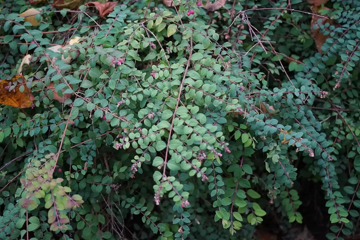 Niedrige Purpurbeere Symphoricarpos x chenaultii 'Hancock' Gehölz, grüne Blätter und purpurfarbene Beeren, Stauden Gänge