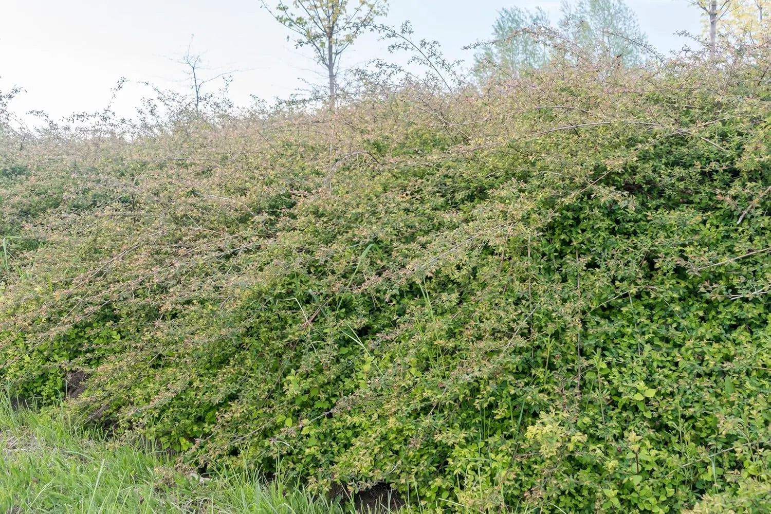 Niedrige Purpurbeere Symphoricarpos x chenaultii 'Hancock' Gehölz, dunkelviolette Beeren, winterhart, für Garten, Stauden Gänge