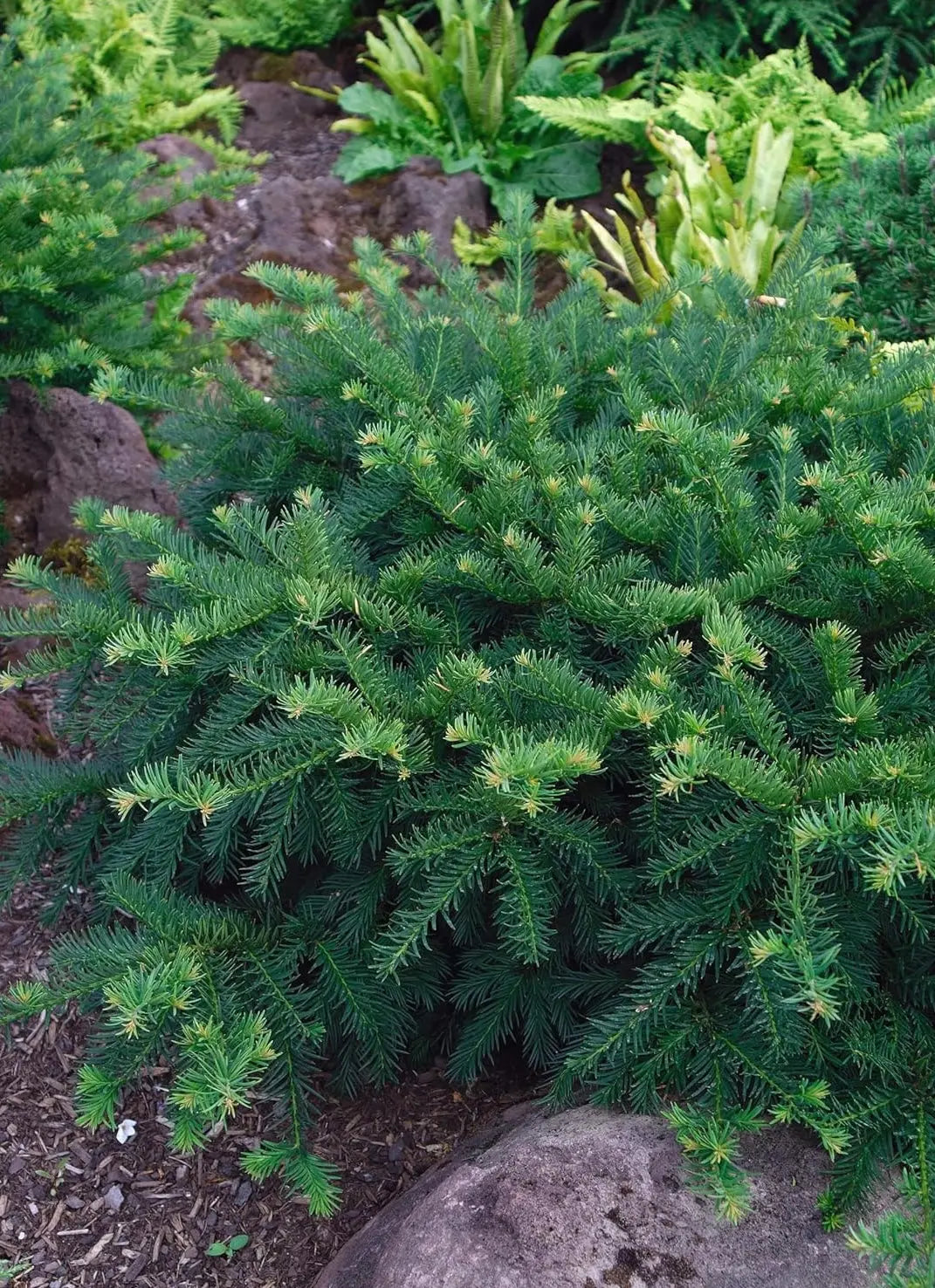 Dichte Taxus baccata 'Repandens' Bodendecker als Gehölz, grüne Nadelsträucher, von Stauden Gänge.