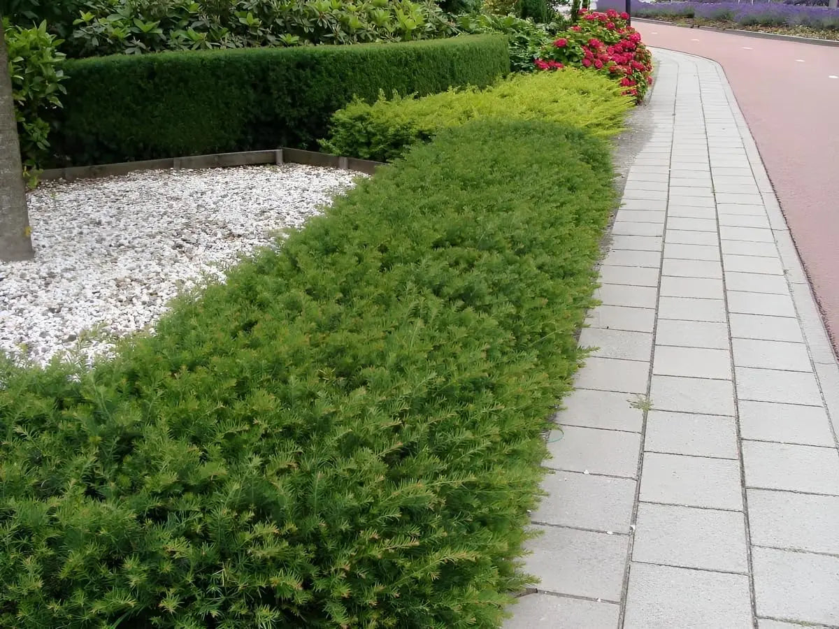 Dicht wachsender Taxus baccata 'Repandens' Bodendecker, grünes Gehölz, von Stauden Gänge, für Garten und Bodendeckung.