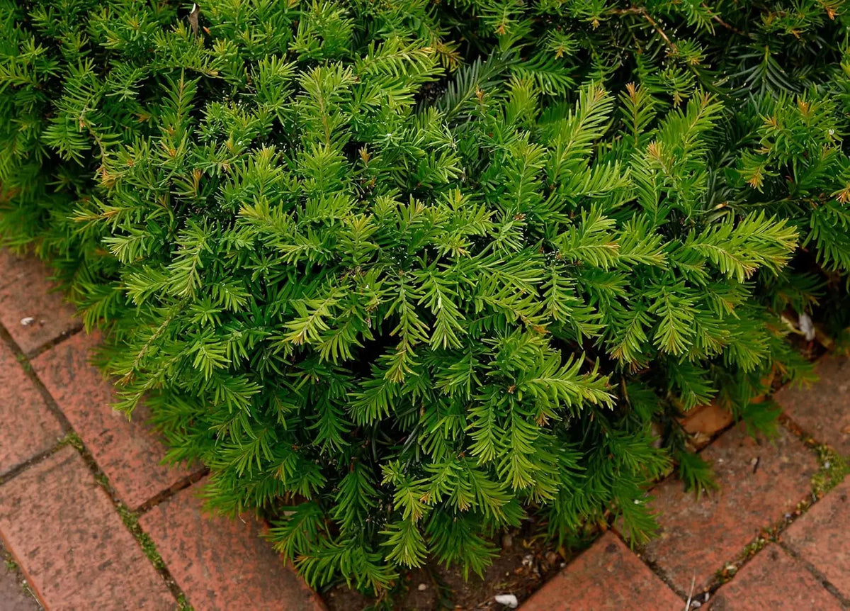 Dichte, grüne Taxus baccata 'Repandens' Bodendeckereibe als Gehölz, frisch und gesund, von Stauden Gänge.