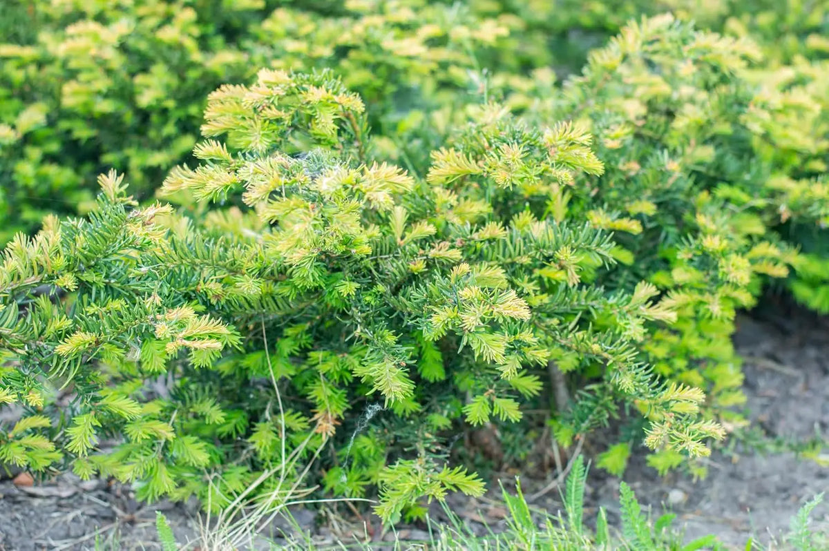 Grüner Taxus baccata 'Repandens', Bodendeckereibe, Gehölz von Stauden Gänge, dicht wachsend und immergrün.