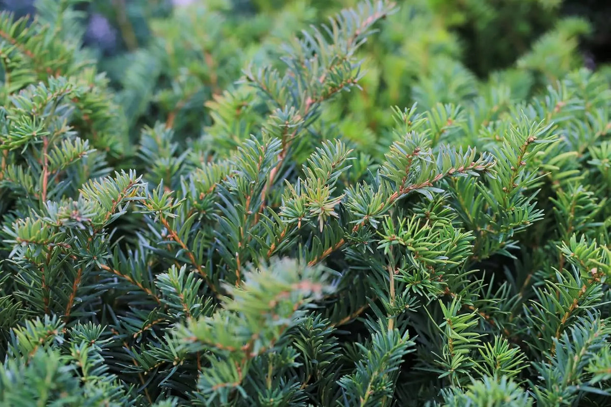 Dichtes Taxus baccata 'Repandens' Gehölz als bodendeckende Pflanze, grüne Nadeln, von Stauden Gänge.