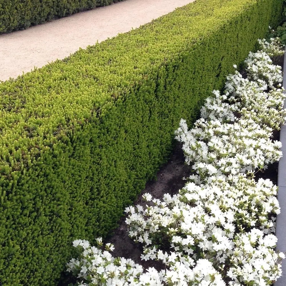 Dichte Taxus media 'Hicksii' Becher-Eibe als Gehölz, grüne Nadeln, in Gartenumgebung, von Stauden Gänge.