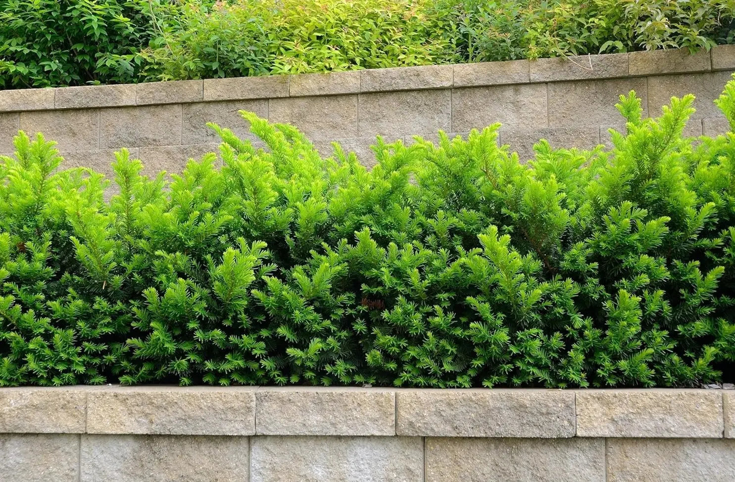 Becher-Eibe Taxus media 'Hillii' als Gehölz, grüne Nadeln, kompakte Form, von Stauden Gänge auf einem Gartenbild.