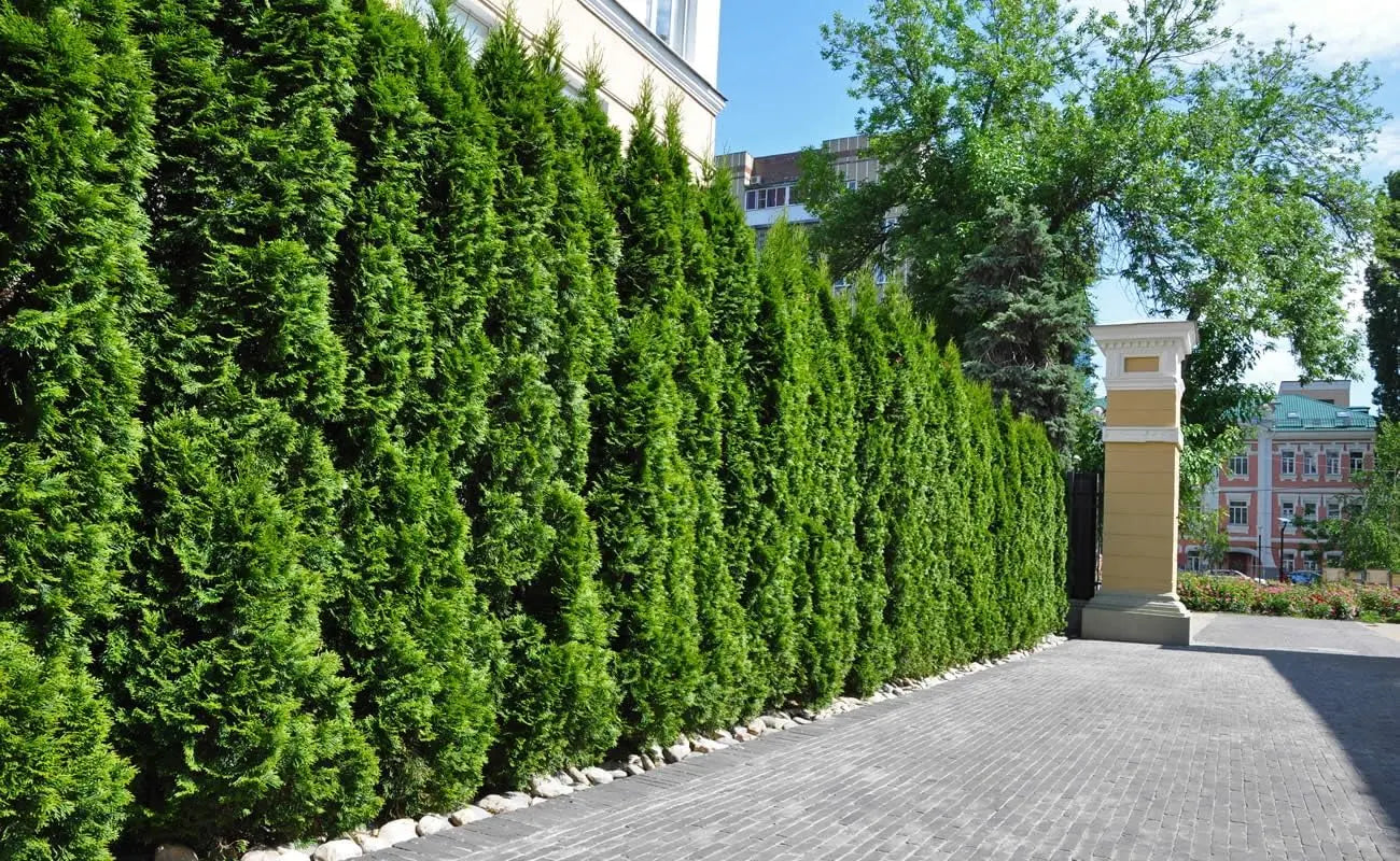 Dicht wachsender Lebensbaum Thuja occidentalis 'Smaragd' vom Gartenbauunternehmen Stauden Gänge, grünes Gehölz, auf Bild.